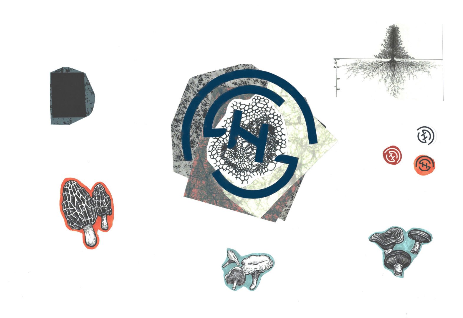 Document X mushrooms networks